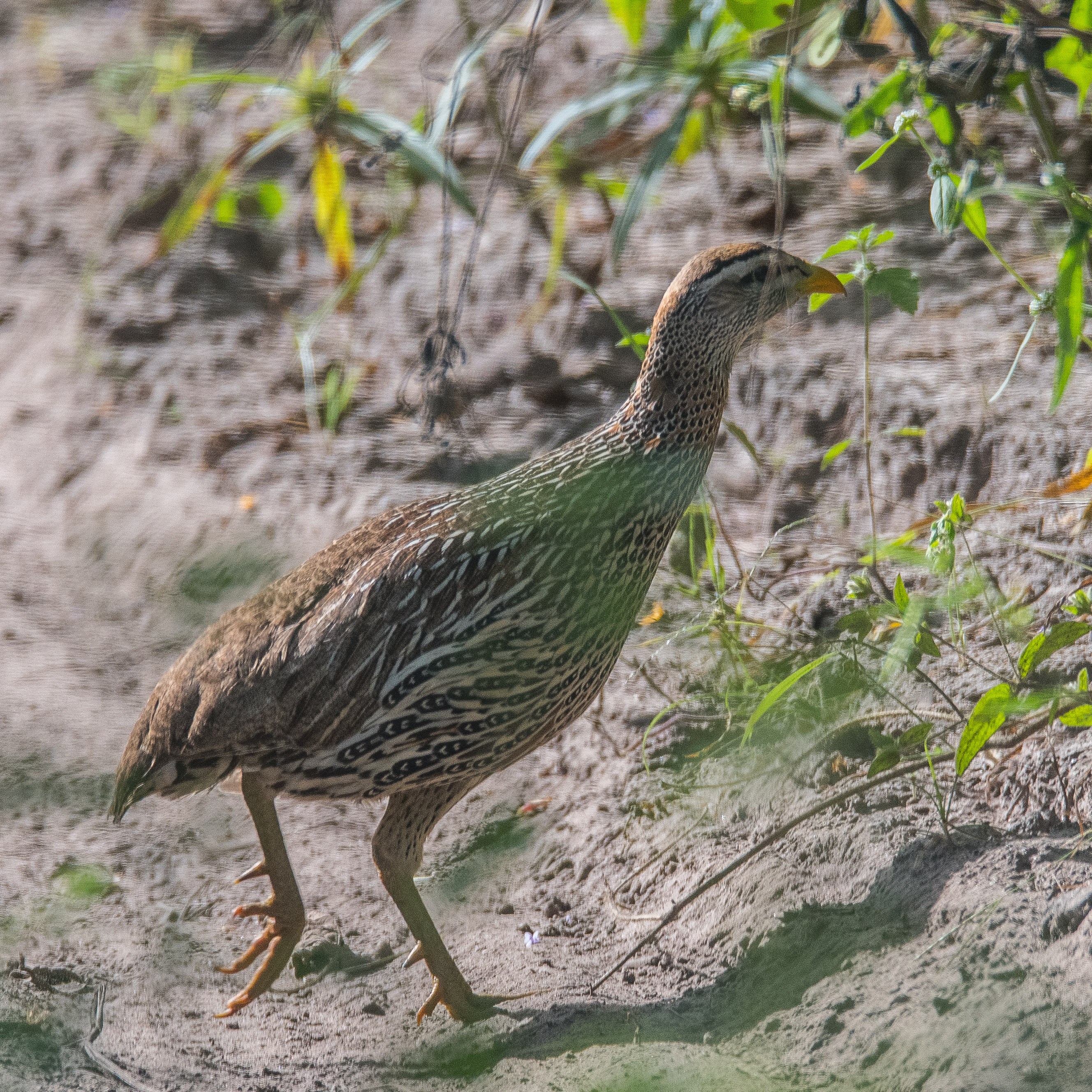 Francolin à double éperon (Double-spurred Francolin, Pternistis bicalcaratus),  adulte, Réserve de Fathala, Sénégal.